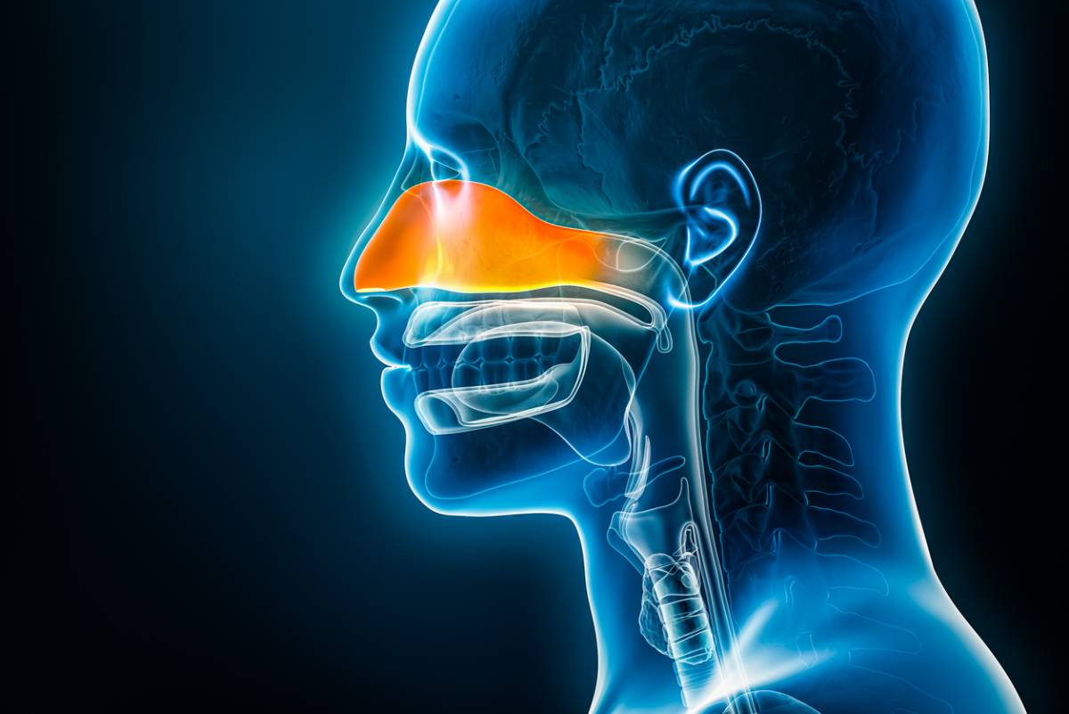 3d concept of sinusitis infection